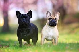 Aktuelle preise für produkte vergleichen! Fluffy Frenchie All You Need To Know About This Unusual Pup