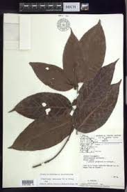 Image result for Flabellariopsis acuminata