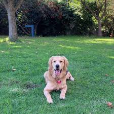 Invest in a golden life. Adopt A Golden Retriever Puppy Near Los Angeles Ca Get Your Pet