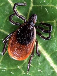 You should see a reduction in ticks a few weeks after you first spray. How To Get Rid Of Ticks With These 6 Tips
