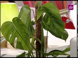 م أمل القيمري تتحدث عن طرق العناية بالنباتات الداخلية Youtube