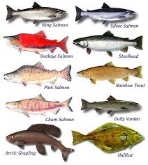 Fish Species Guide Alaska Fish Species
