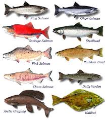 fish species guide alaska fish species