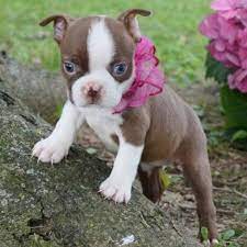 Raised indoors with both parents, cats, children will come along with all toys and papers.a good home is a must. Pennysaver Adorable Boston Terrier Puppies For Sale In Los Angeles California Usa