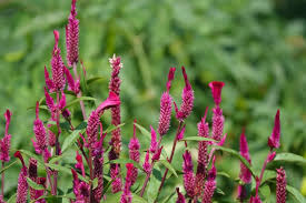 Image result for Amaranthus dubius