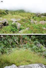 Image result for Tripogon