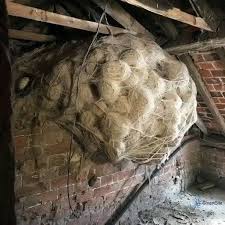 Man thinks he found small nest in attic – turns pale when he realizes what's inside 😨👇