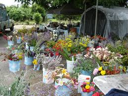#locallygrown #dahlias #flowerseugene #bulkflowers #wholesaleflowers. Wet Rock Gardens Localharvest