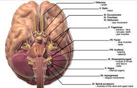 We did not find results for: Cranial Nerves 101 Facial Pain Association