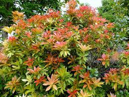 Cet arbuste décoratif et persistant enchante par ses feuilles pourprées. Plantes Et Arbres A Feuillage Rouge