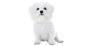 This bichon puppy is the cutest darn thing you will ever meet! Minnesota Puppies For Sale From Vetted Minnesota Breeders