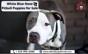 Royal Pitbull Pups Home On Twitter White Blue Nose Pitbull Puppies For Sale White Blue Nose Pitbull Puppies We Have Gorgeous Blue Nose Pitbull Puppies For Sale Their Eyes Are Open And