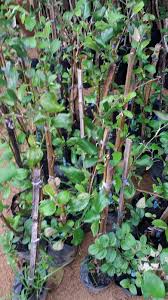 Pohon bidara bisa tumbuh hingga mencapai tinggi 15 meter dengan ranting dan cabang yang sangat banyak dan berduri. Mini Kebun Belakang Rumah Benih Pokok Bidara