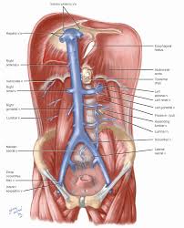 Inferior Vena Cava Basicmedical Key Medical Anatomy Human Anatomy And Physiology Medical Knowledge