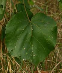 Image result for Dombeya shupangae