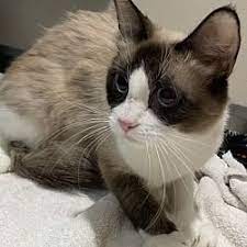Pin By Louise Bullock On Cat Adoption Team 11 In 2021 Cat Adoption Pet Adoption Pets