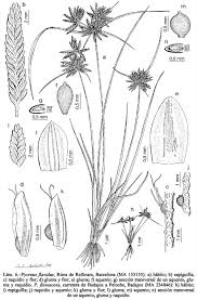 Image result for Pycreus flavidus