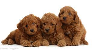 It increases a child's emotional instinct of compassion and care. Dogs Three Cute Red F1b Goldendoodle Puppies Photo Wp45135