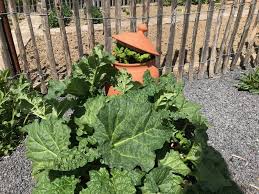 Sie schmeckt hervorragend und lässt sich recht gut haltbar machen. Rhabarbertopfe Frostfest Garten Fur Auge Seele