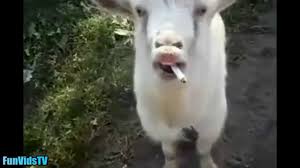 Funny Goats Video Funny Goat Videos Ever Funny Animals Video Compila Funny Animal Videos Goats Funny Funny Animals