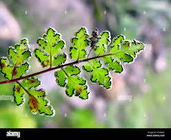 Image result for Cheilanthes