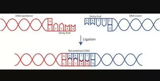 The red portions of the molecules are negatively charged, while the blue regions are positive. Why Is Dna Ligase Popularly Called The Molecular Glue Quora