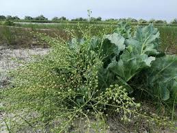 Image result for Crambe kilimandscharica