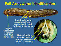 Fall Armyworm Identification Fawchart Department Of