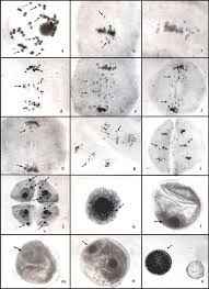 Image result for Brachiaria subulifolia