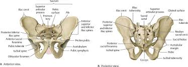 The superior surface of the bladder is. Bones Ligaments Joints Atlas Of Anatomy