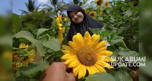 Unduh dan gunakan 100.000+ foto stok bunga matahari secara gratis. Taman Bunga Matahari Cigedur Objek Wisata Baru Di Selatan Sukabumi