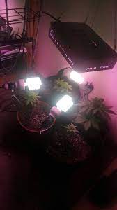 I'll cover each product in more detail below the table. Mixed Strain Giixer 1000w Led Grow Grasscity Forums The 1 Marijuana Community Online