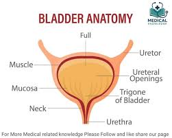 Image result for Bladder Anatomy