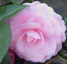 Camellia Plants And Flowers Camellia Varieties Sinensis Japonica Hybrid Tea Roses Camellia Plant Flowers