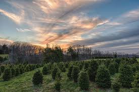 Charleston forge is a furniture company located in boone, north carolina. Christmas Tree Farm Sunset Photograph By Victor Culpepper