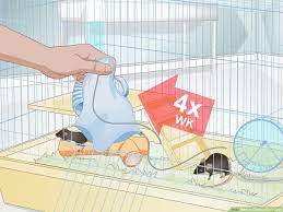 How To Clean A Rat's Cage (With Pictures) - Wikihow