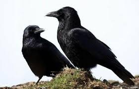 天下烏鴉一般黑 tiān xià wū yā yī bān hēi 天下烏鴉一般黑的意思和解釋： 比喻不管哪個地方的剝削者壓迫者都是一樣的壞。 å¤©ä¸‹çš„çƒé´‰ä¸€èˆ¬é»'æ˜¯çœŸçš„å—Ž çƒé´‰æ‚–è«–æˆ–è­‰å¯¦äººé¡žç›´è¦ºæ˜¯éŒ¯èª¤çš„ æ¯æ—¥é ­æ¢