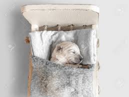 Golden retrievers are one of 5 breeds listed as being good around babies according to she be aware, however, that if you have a golden retriever puppy around a toddler, it is likely that the puppy will. Top View Of Cute Newborn Golden Retriever Puppy Sleeping In The Stock Photo Picture And Royalty Free Image Image 112880056
