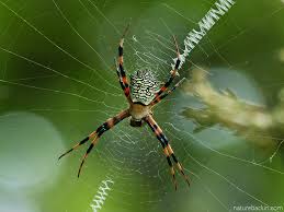 If you think your cat has been poisoned, whether by a spider, a plant, or. Ornately Elegant Engineer Garden Orb Weaving Spider Letting Nature Back In