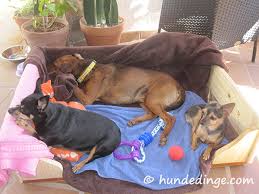 Hundebett selber bauen das alte weinfass wird zu schlafoase ihres. Selber Bauen Mit Holz Fur Hunde Hundedinge