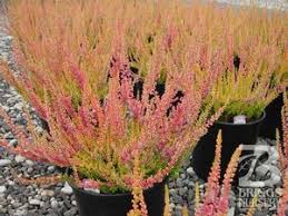 Image result for Calluna vulgaris