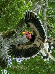 Poached For Its Horn This Rare Bird Struggles To Survive Rare Birds Rare Animals Animal Species