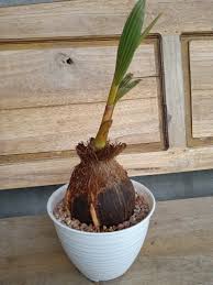 Tentu ketika tanaman ini sudah menjadi bonsai, hasilnya akan terlihat unik dan menarik. Jual Bonsai Kelapa Albino Terbaru Lazada Co Id