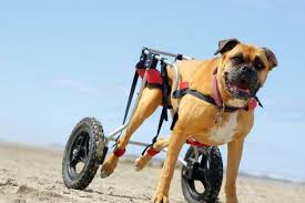 the 25 best dog wheelchairs of 2020