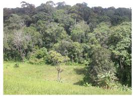 Image result for Pycnostachys ruandensis