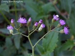Image result for Vernonia cinerea