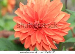 Check spelling or type a new query. Dahlia Flower Orange And Yellow Dahlia Flower Blooming In The Garden Stock Images Page Everypixel