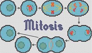 Anne S Handspun Mitosis Cross Stitch Pattern Cross Stitch Patterns Funny Cross Stitch Patterns Cross Stitch