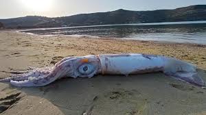 Since the giant squid live down deep in the ocean, there. Dead Giant Squid Washes Ashore In Kea Greek City Times