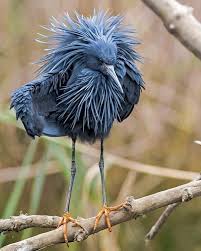 Black And White Birds In Pa Elaine White On Instagram Black Heron In South Africa By Frikklie Bell Jehovah S Amusing Creation In 2020 Birds Animals Beautiful Pet Birds